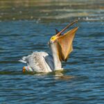 Excursii Jurilovca în Delta Dunării – poarta spre Gura Portiței
